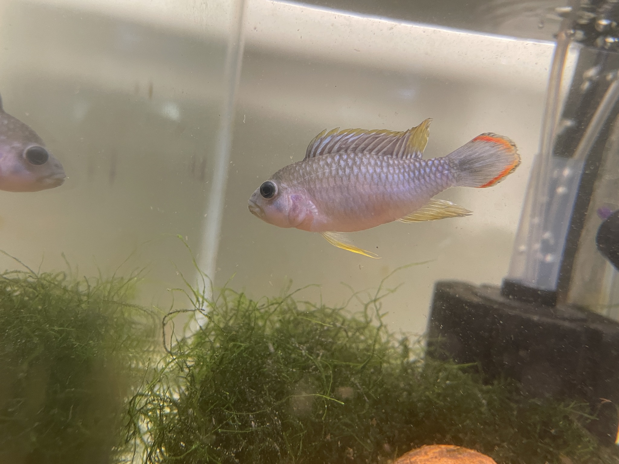 Dom's Aquarium Fish