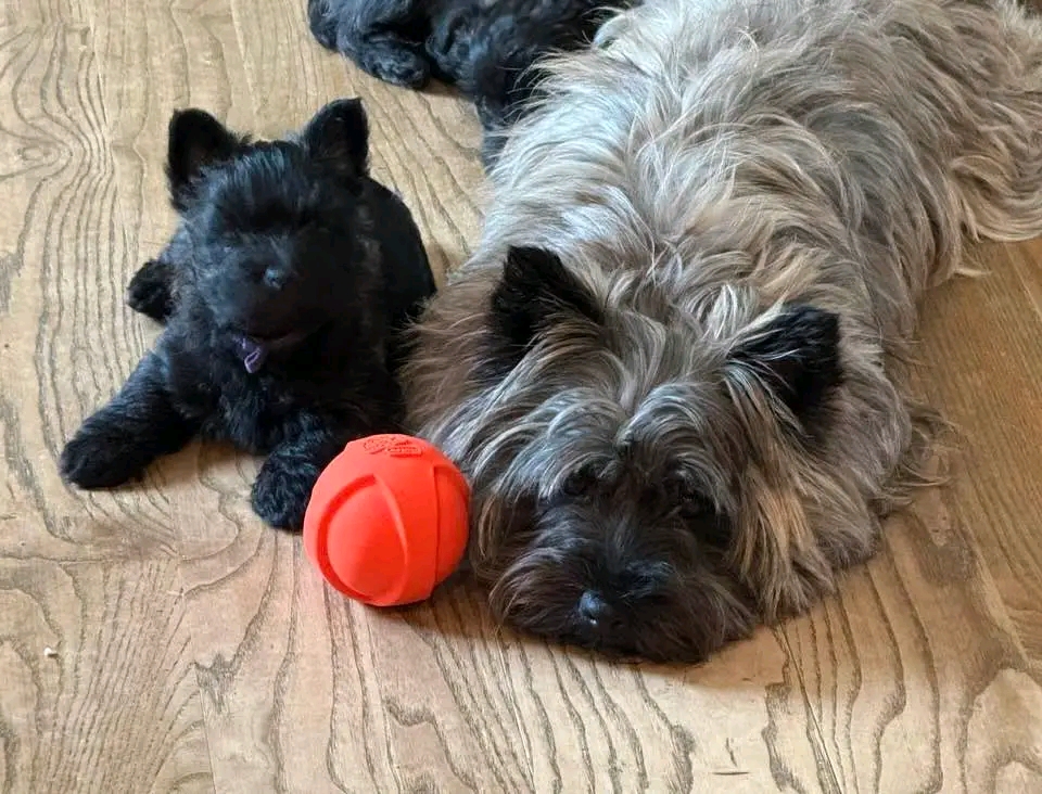 Cairn Terrier Puppies For Rehoming | 🐾 Bella is looking for her forever ...
