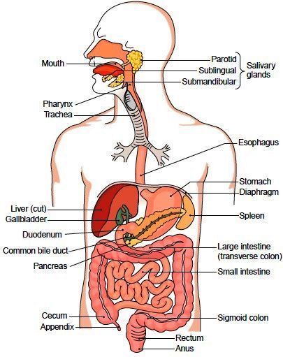 Complete flow chart of human digestive system