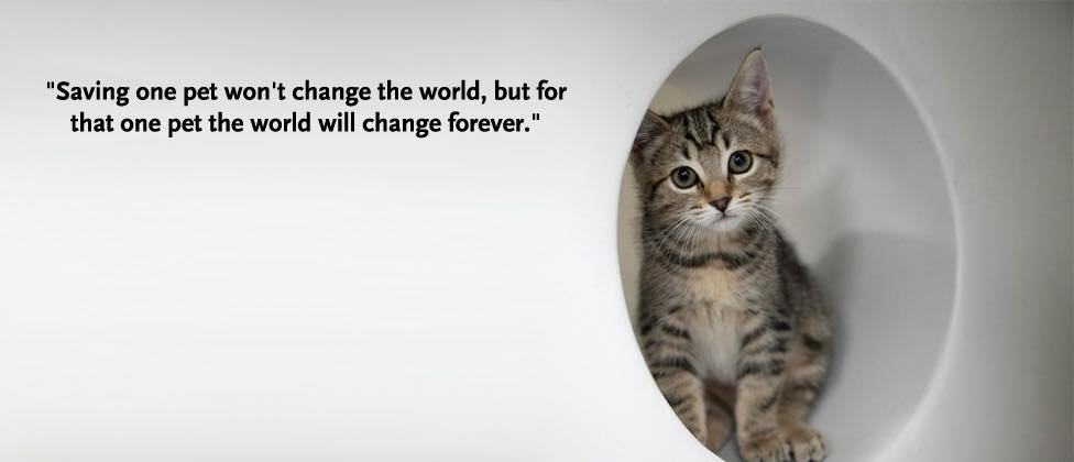 The Fur Seasons Rescue