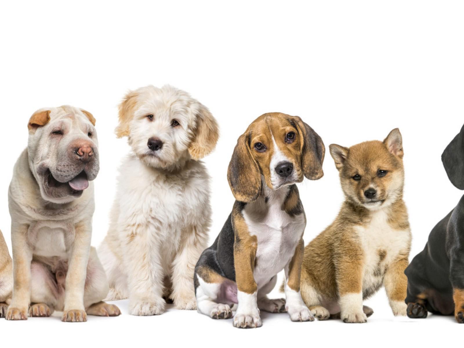 Ark 2.0 Animal Rescue and Transport | Palmdale CA