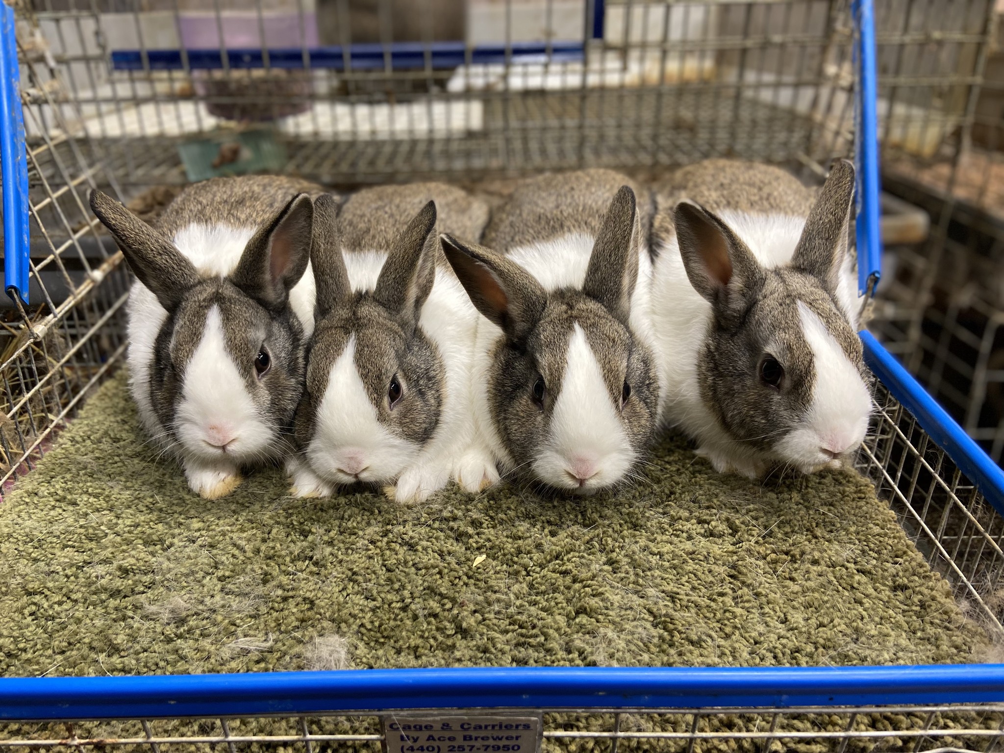 Ohio State Rabbit... - Ohio State Rabbit Breeders Association