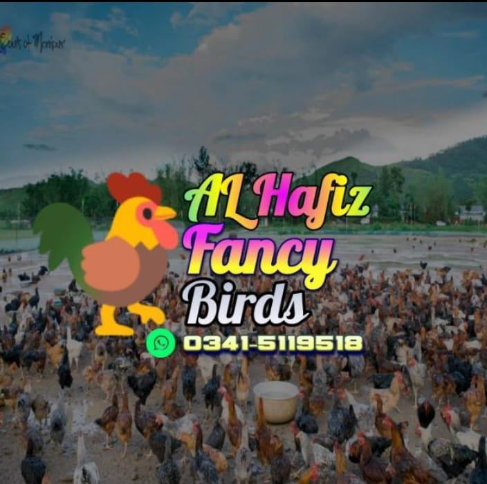 Al Hafiz Fancy Birds Attock | Facebook