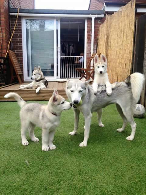 Husky Rescue And Adoption | What nickname do you call your Husky | Facebook