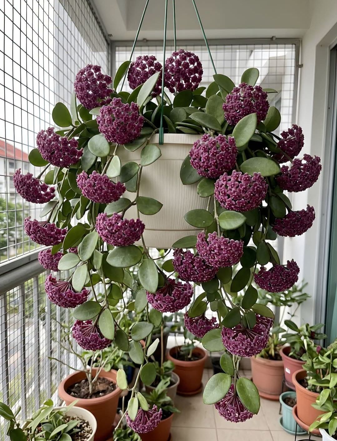 Hoya hypolasia care and characteristics