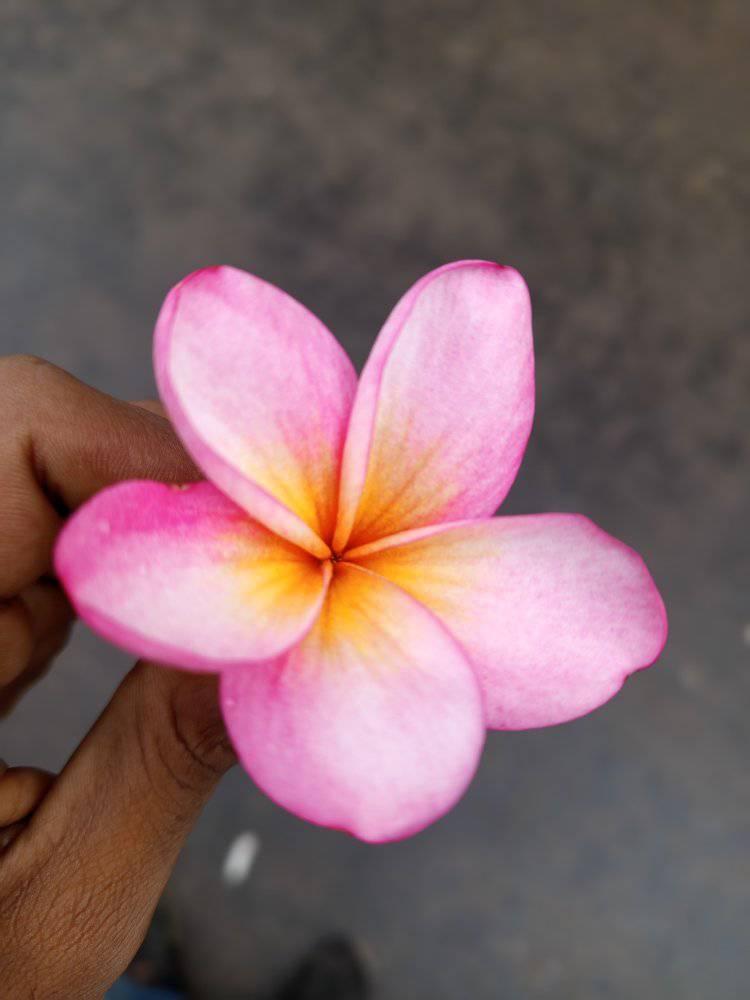 Roni Vai শুধু বিনোদন