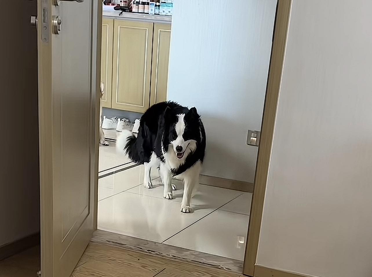 柯基艾拉矮冬瓜