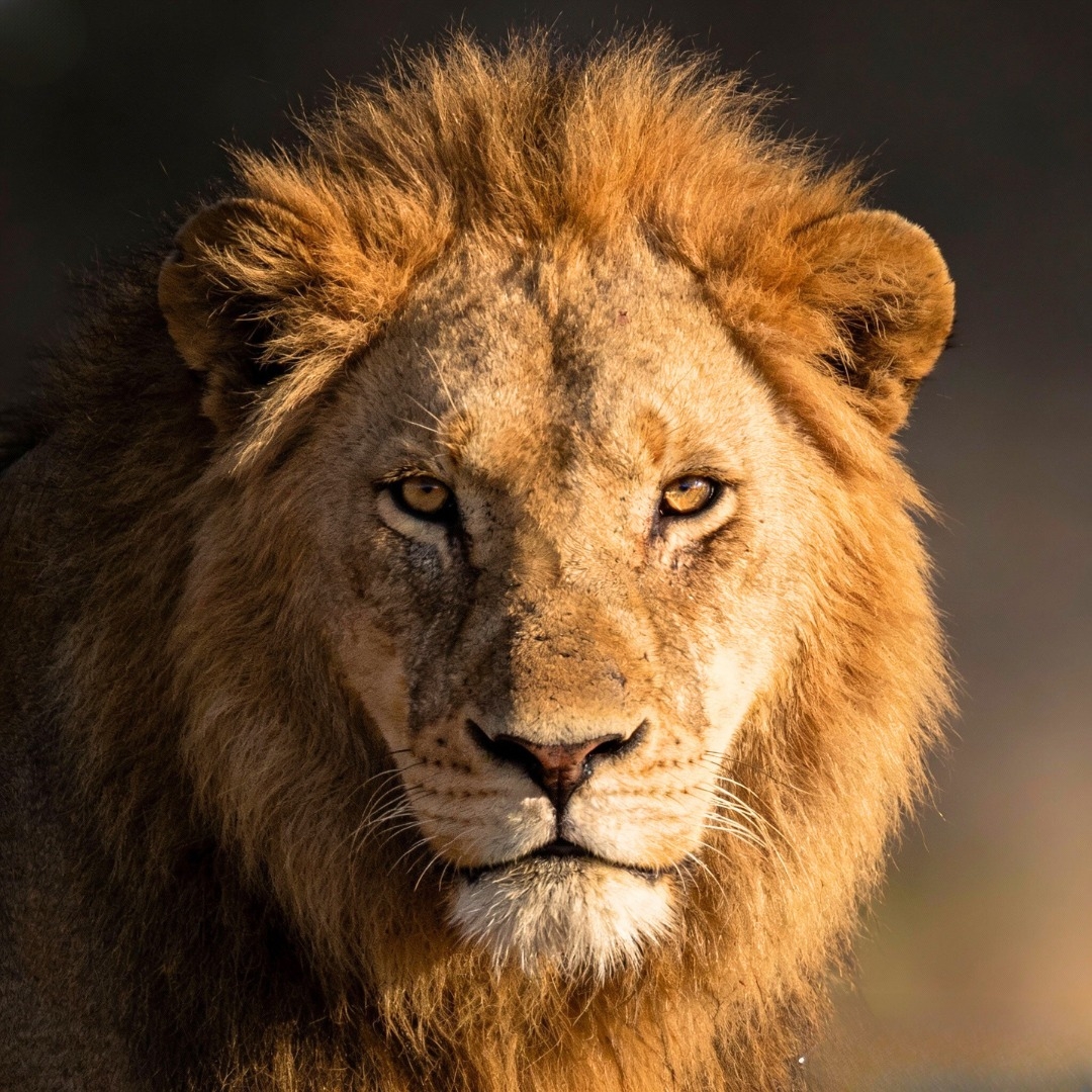 Kindness or Betrayal? 🦁🐑 A trapped lion begs for help, but only one ...