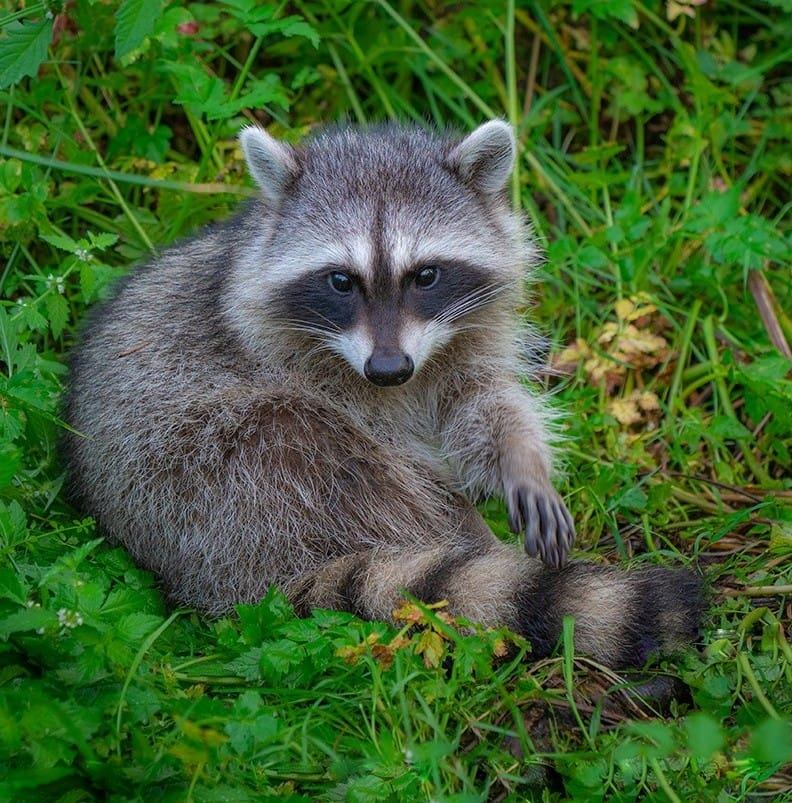 Raccoon lover | https://retrievertees.com/raccoon-repeats | Facebook