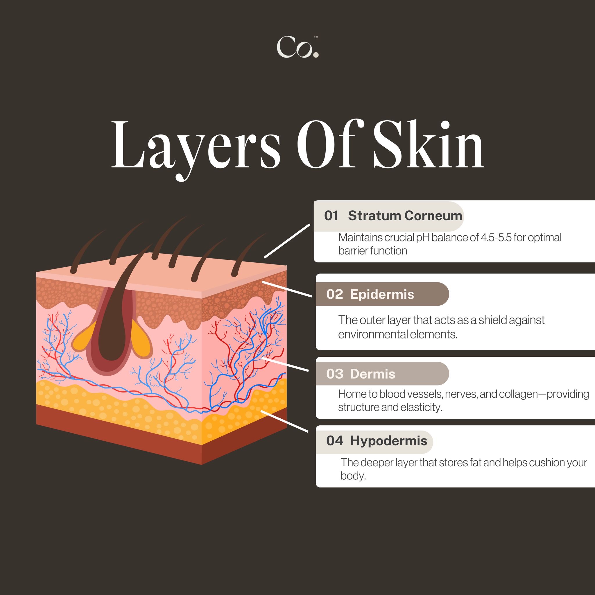 Complete - The skin is one of our largest and most complex organs ...