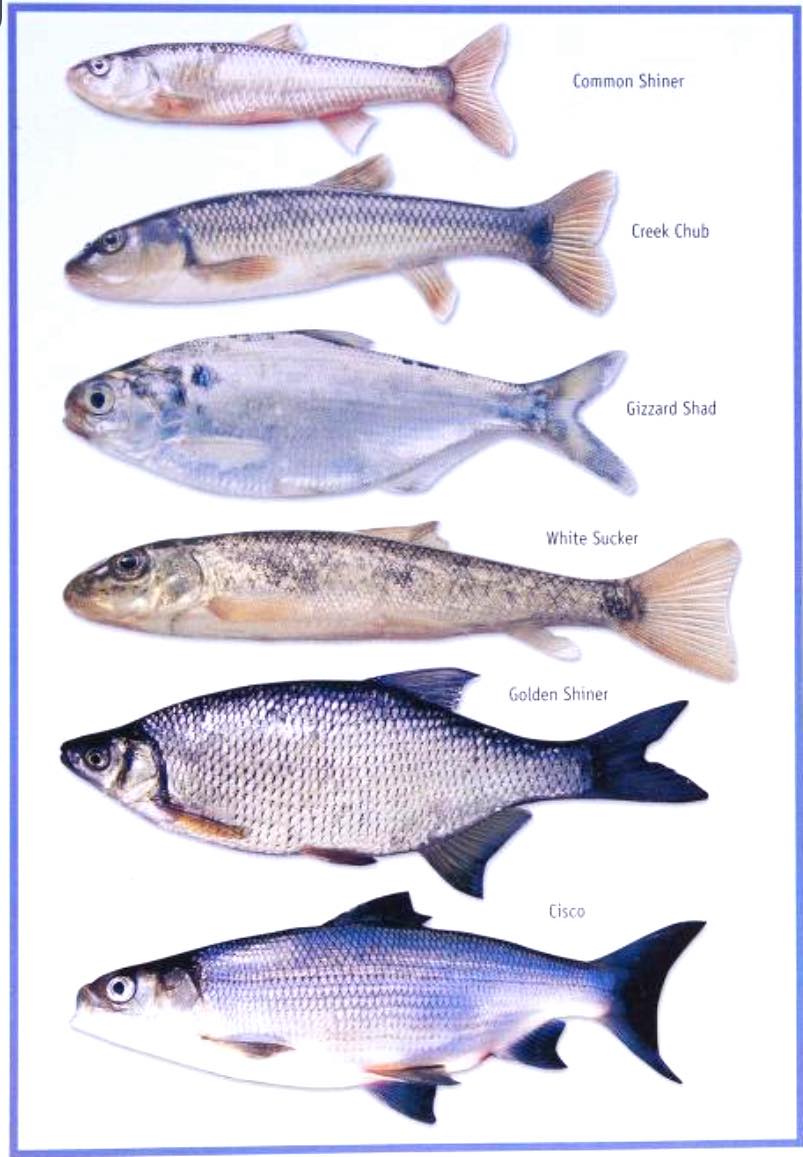 The Old - Minnows: The Ultimate Natural Bait 🐟 From: Catching Panfish ...