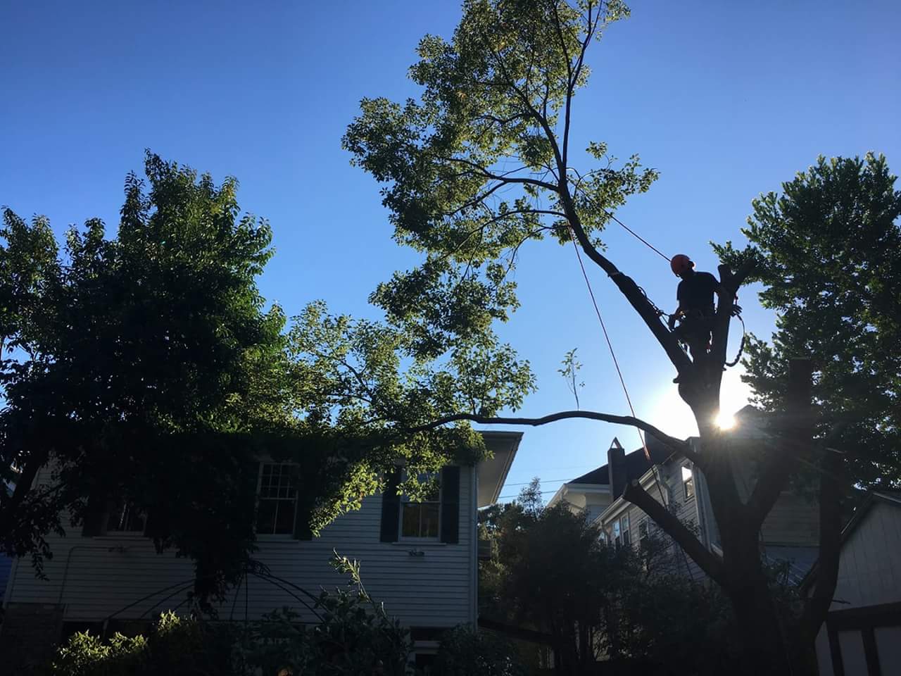 C's Tree Service