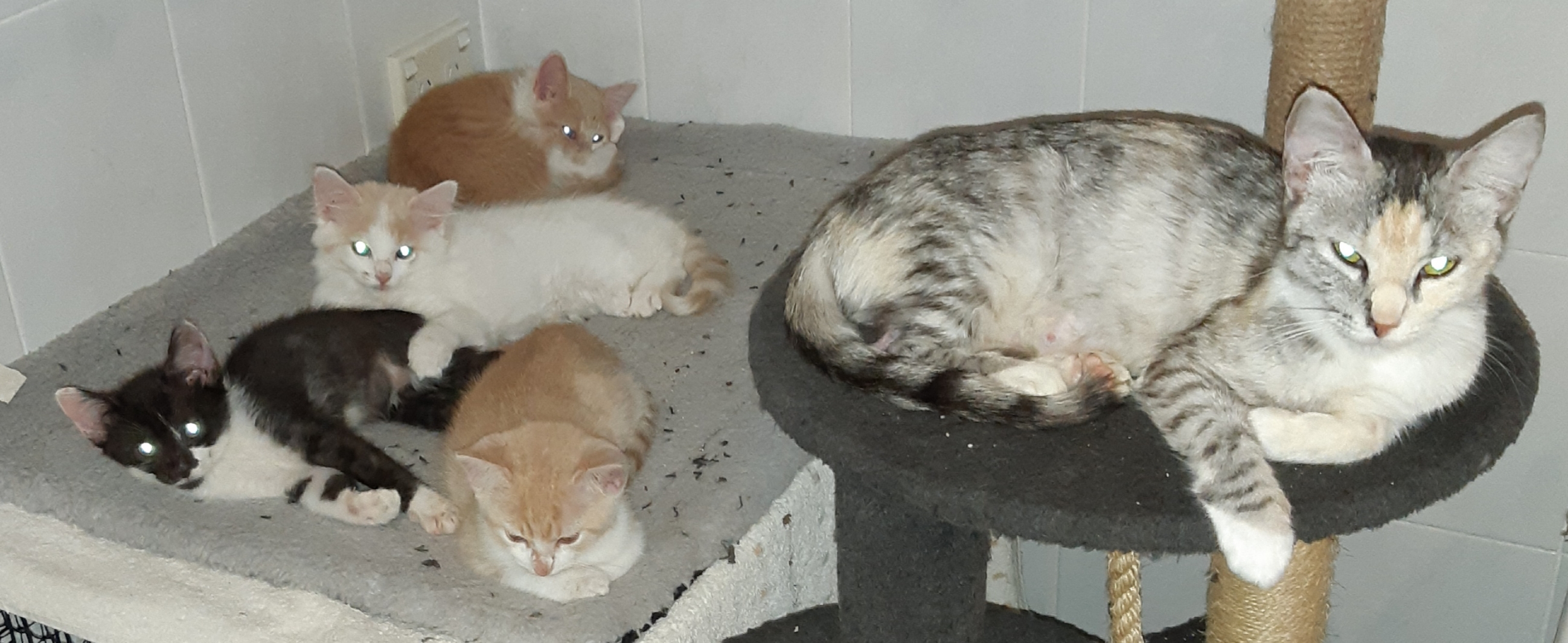 Diane's Rescue Cats