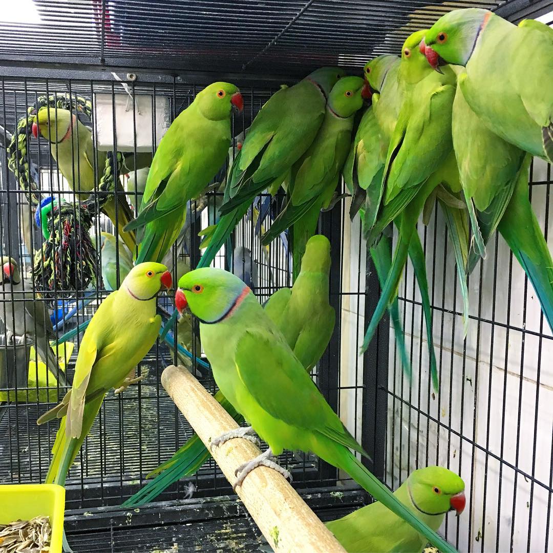 parrots lovers home | London