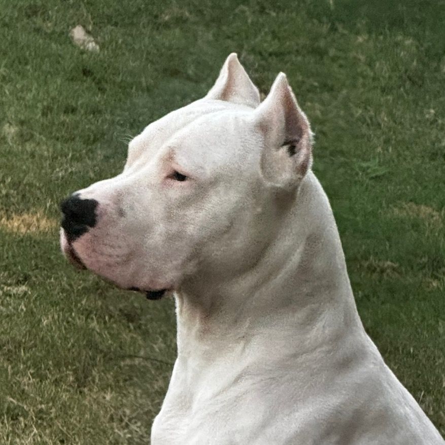Ghost the Dogo on Reels
