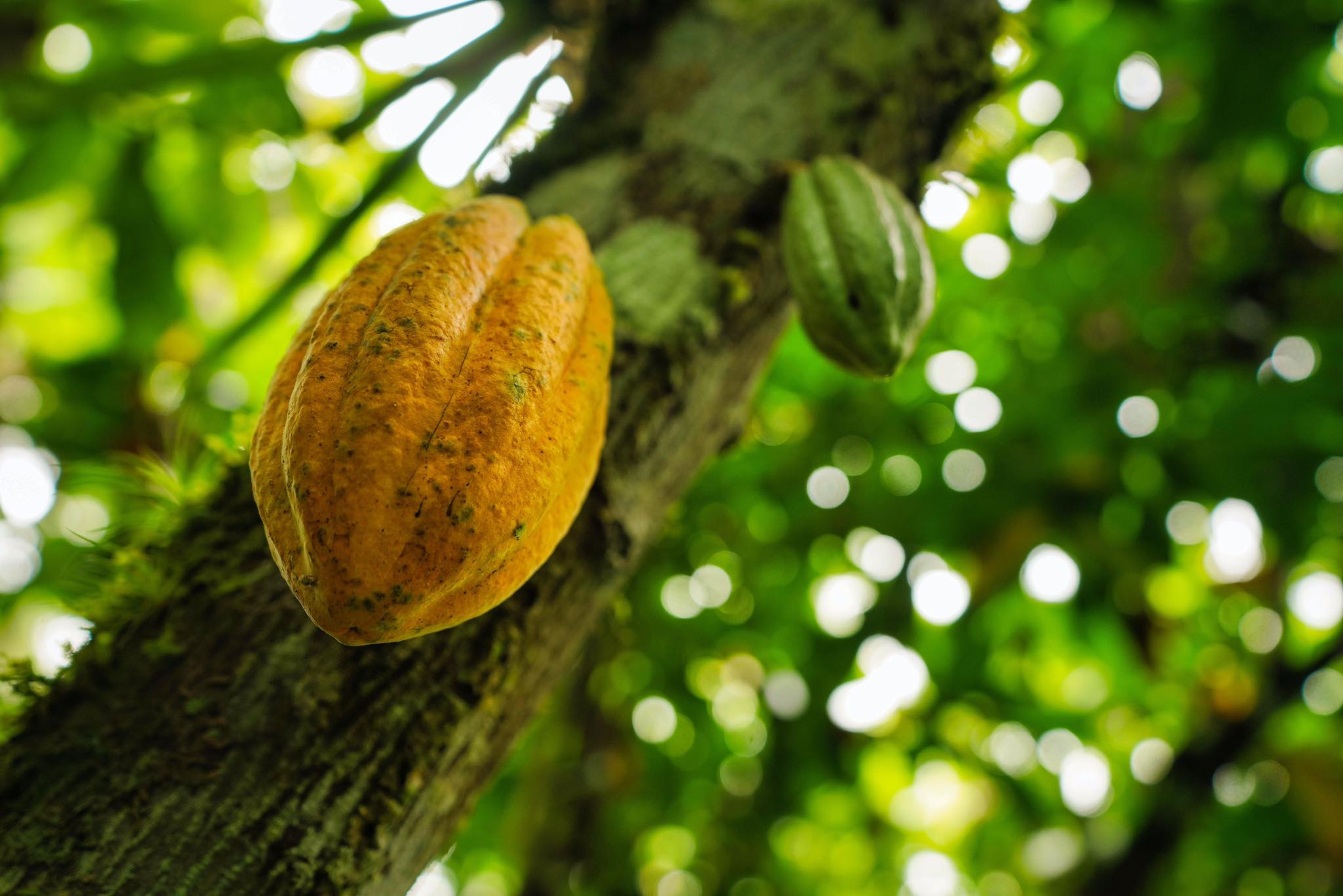 Nouk Cacao