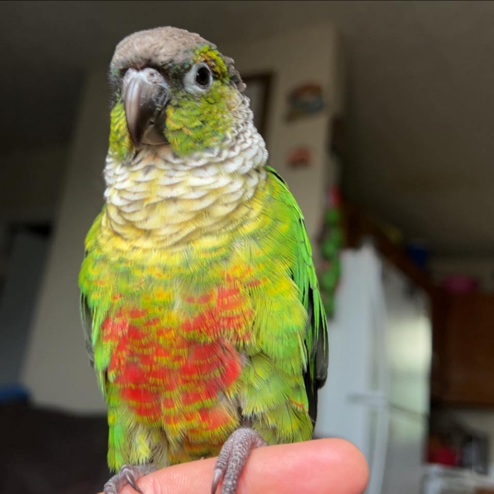 Oh yeah baby, scratch me right there 🥰 ️ #reels #pet #parrot #petlovers ...