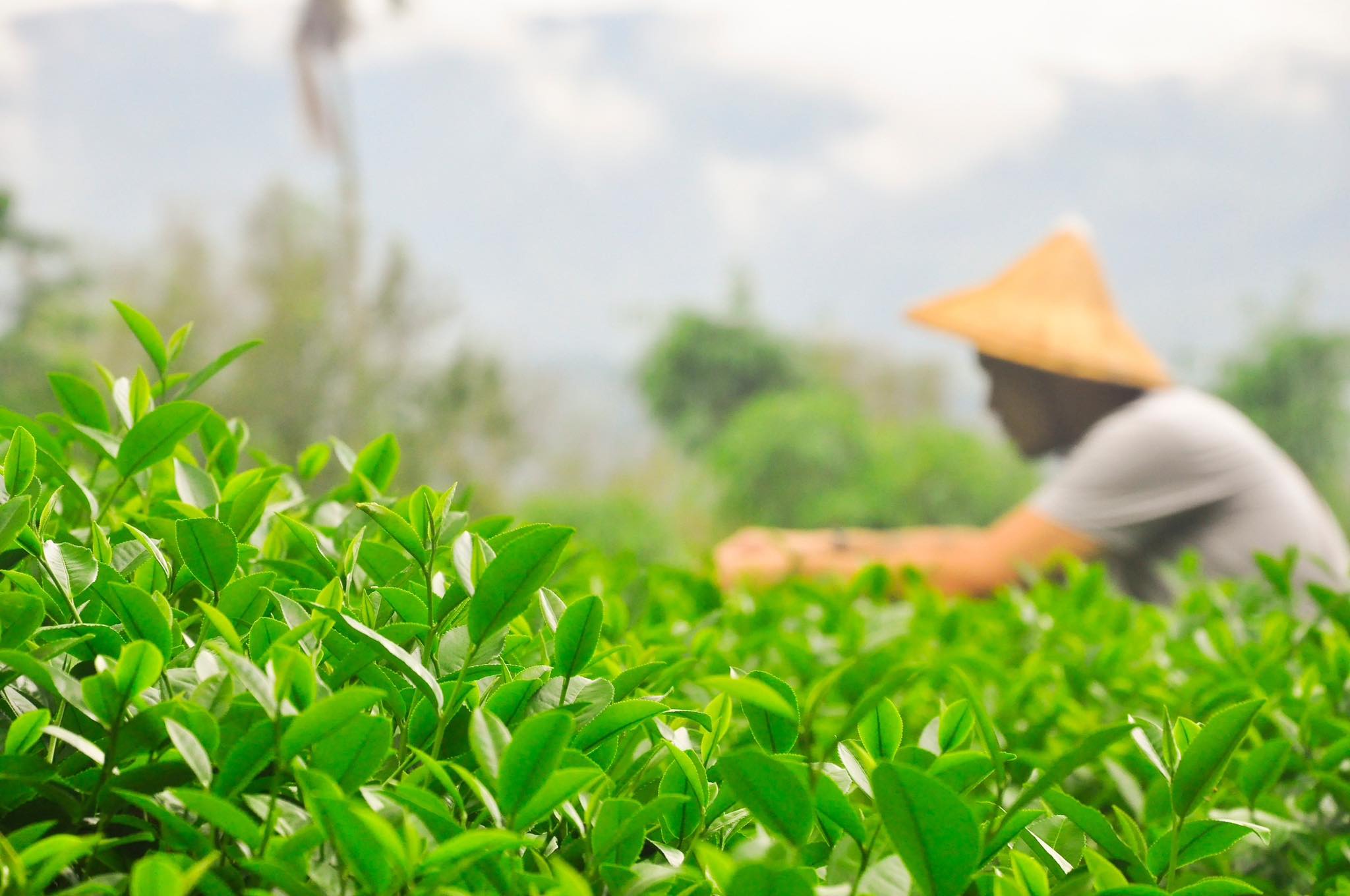 Asian School of Tea - Philippines | Quezon City