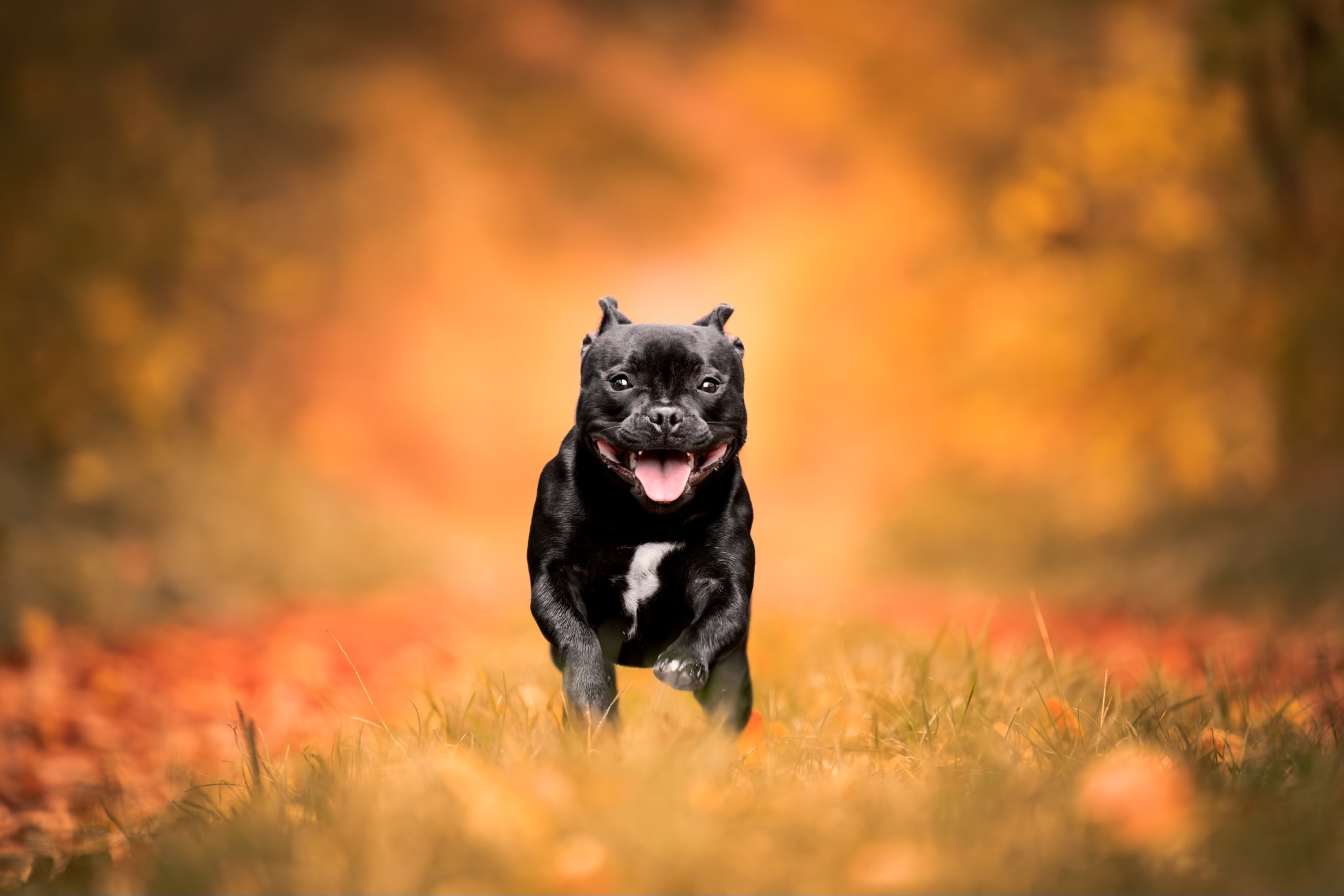 Pascal photography dogs