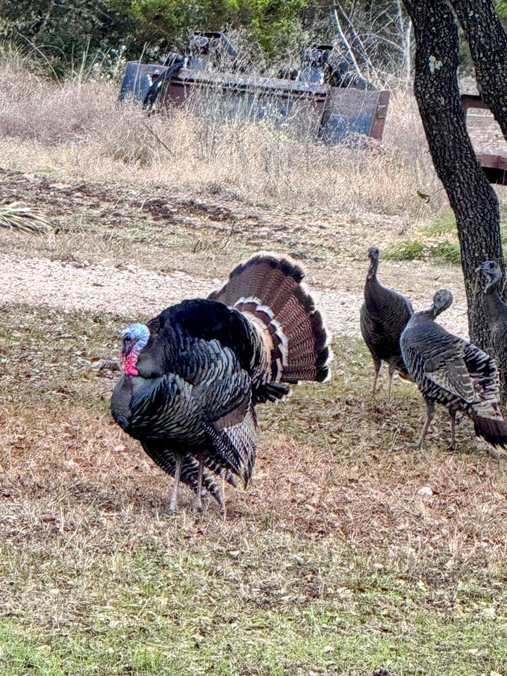 U.S. - In the early 1900s, wild turkeys were nearly extinct. Thanks to ...
