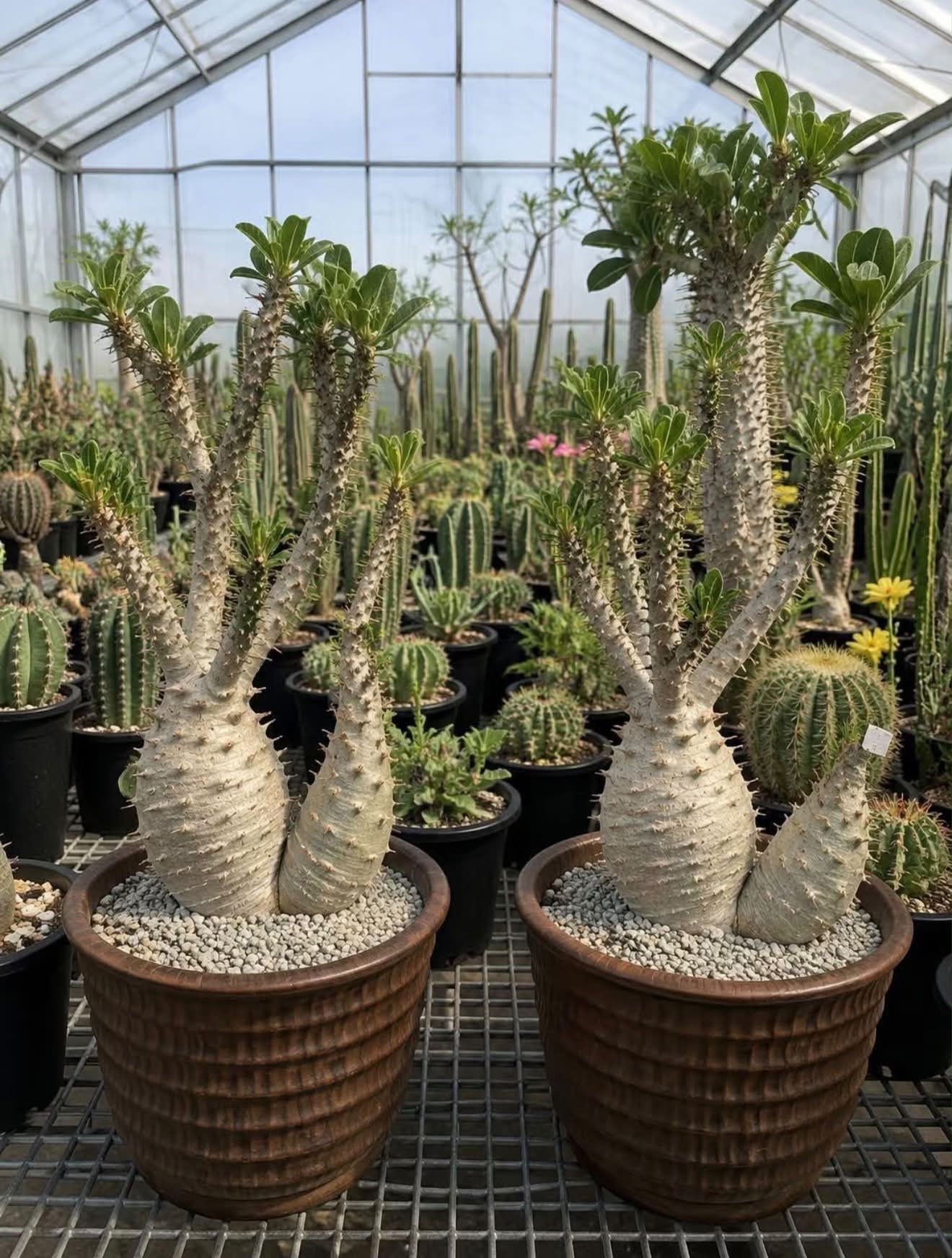 Caudex plant in akadama and concrete pot