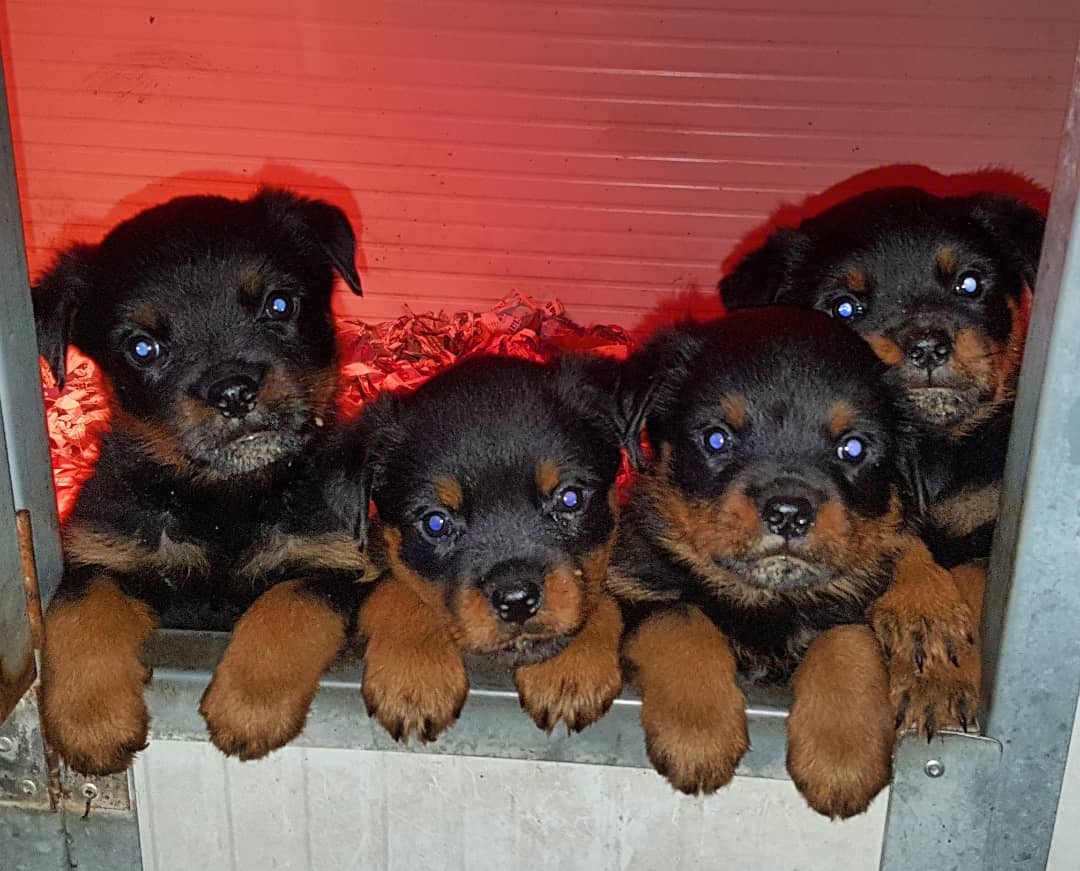 Puppy season is the BEST! We’re going to be right there with you over ...