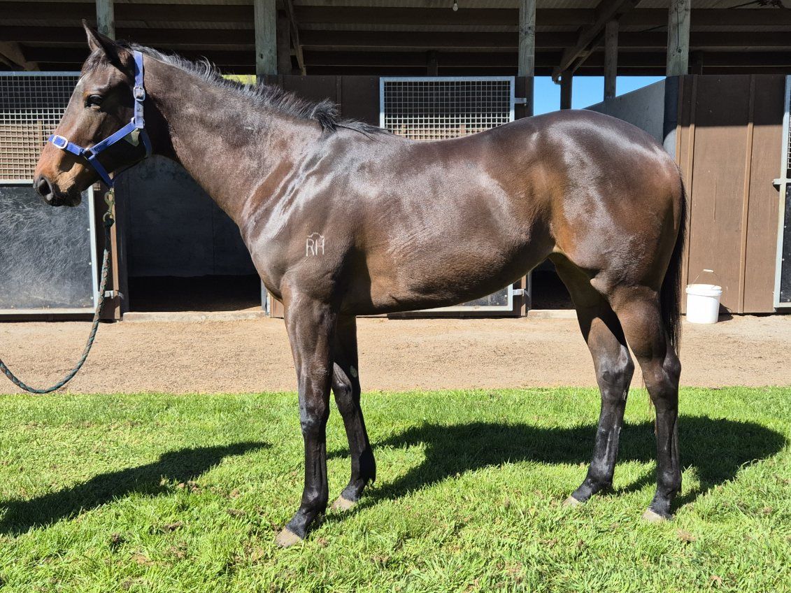 Winning Stride Racing | Palmerston North