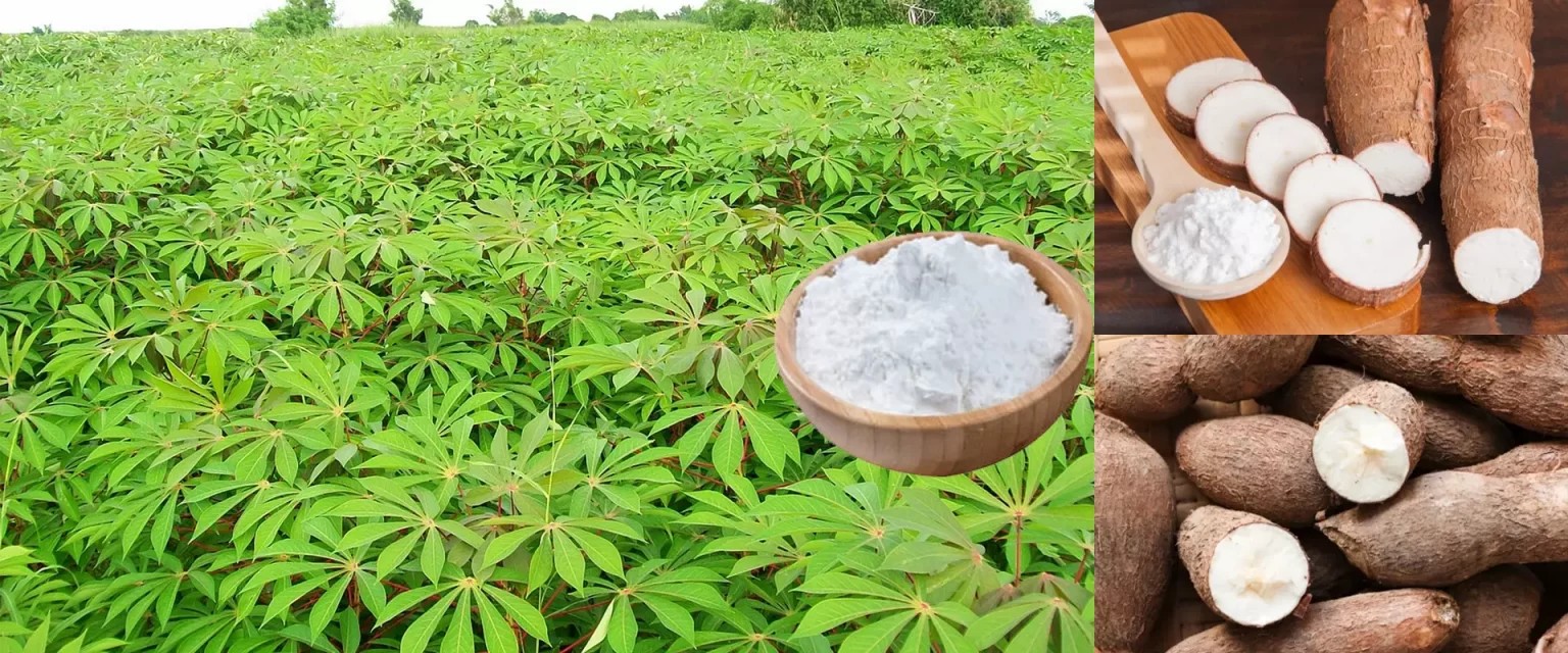 Modified Tapioca Starch E1451 | Ho Chi Minh City