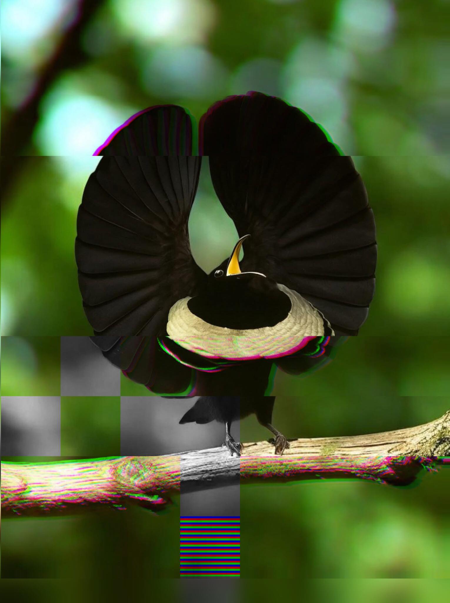 A perfect, rounded crescent arch of velvet-black feathers frames