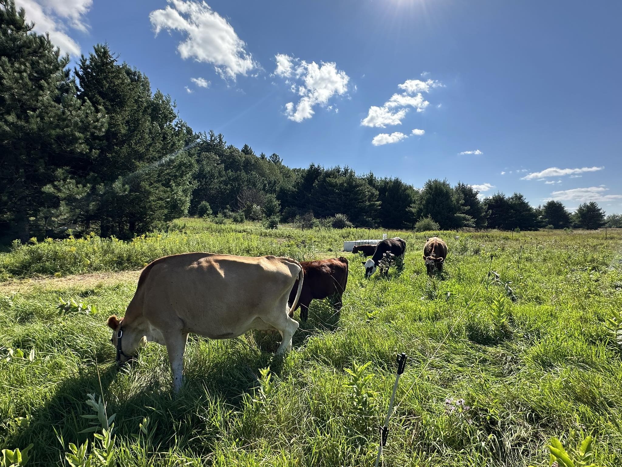 WOW Family Farm | Iola WI