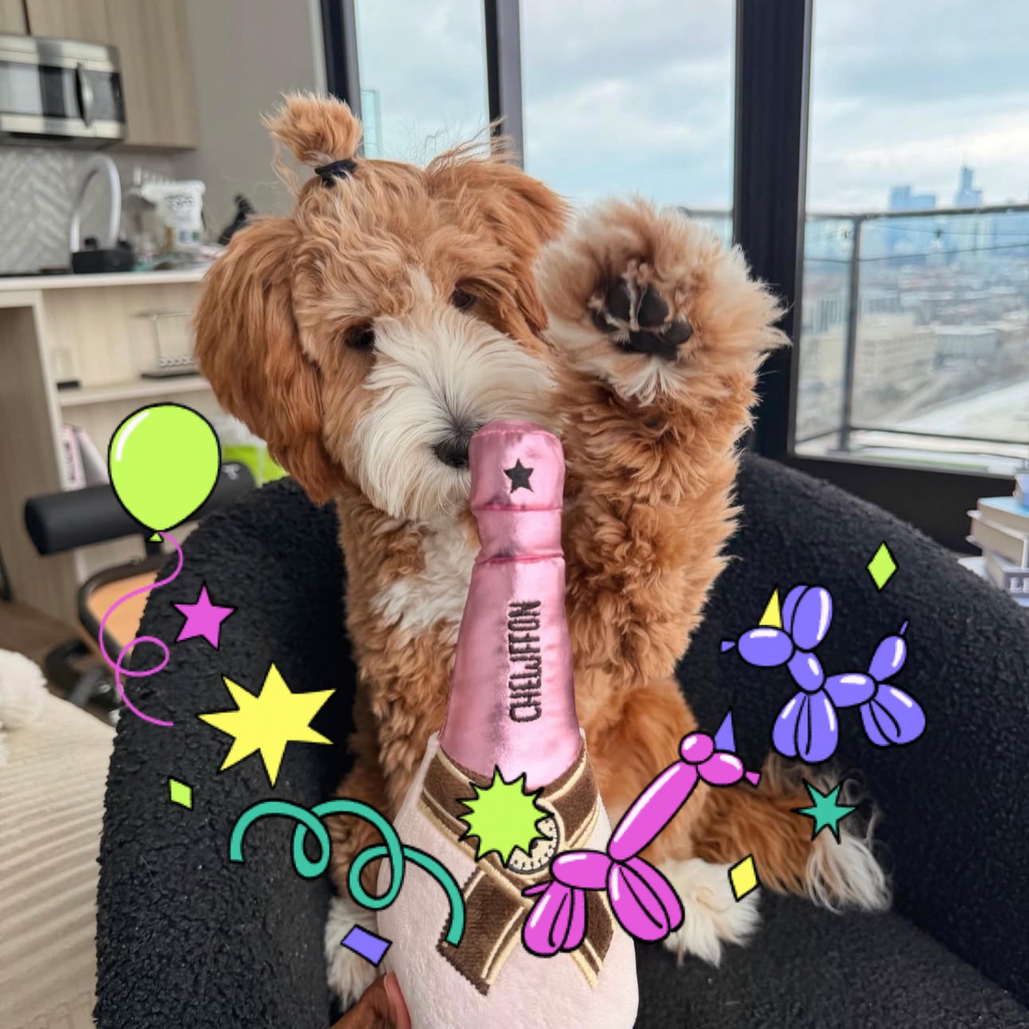Golden doodle for adoption and Rescue | Adorable F1b Cavapoos ready for ...