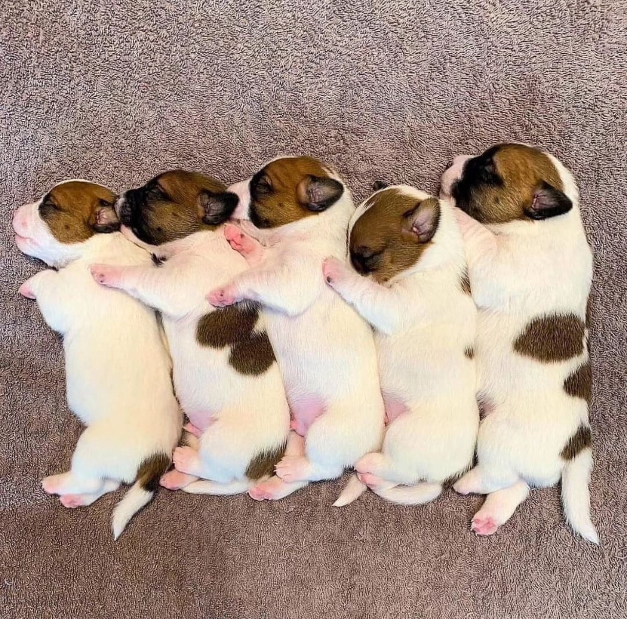 richard-wilson-s-jack-russell-puppies-for-adoption