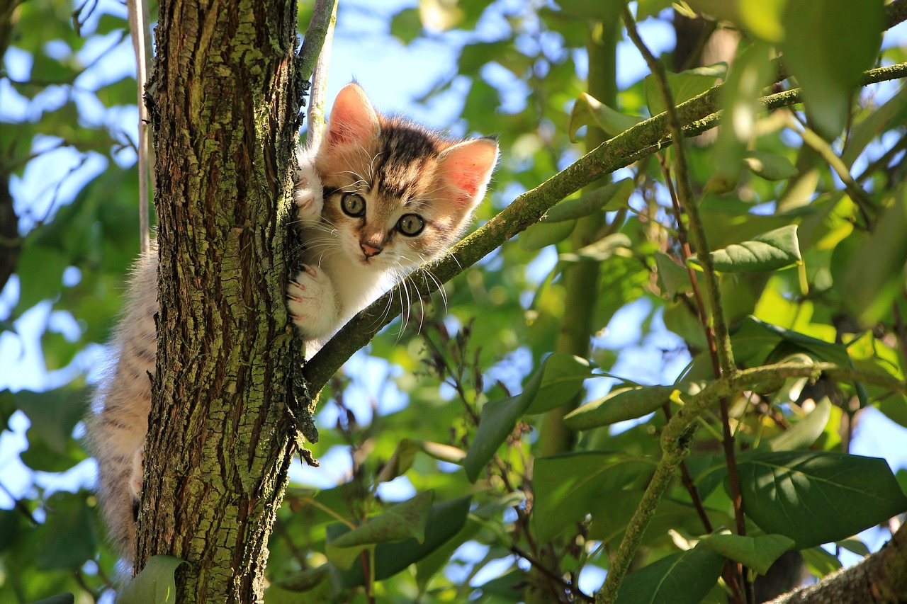 SAVE THE CATS (IT TAKES ALL OF US)! | AJ Franklin, | Facebook