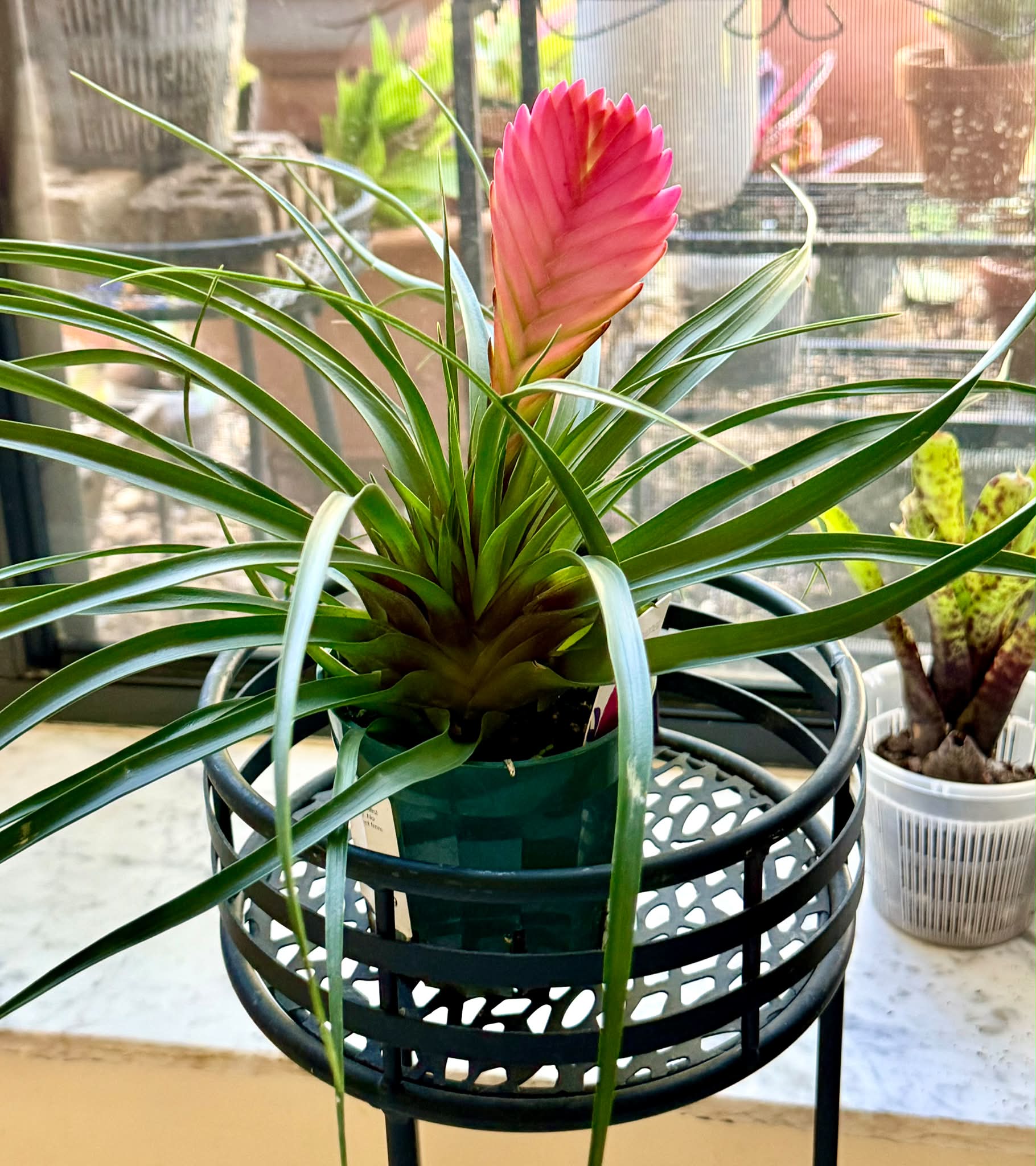 Aechmea titan force
