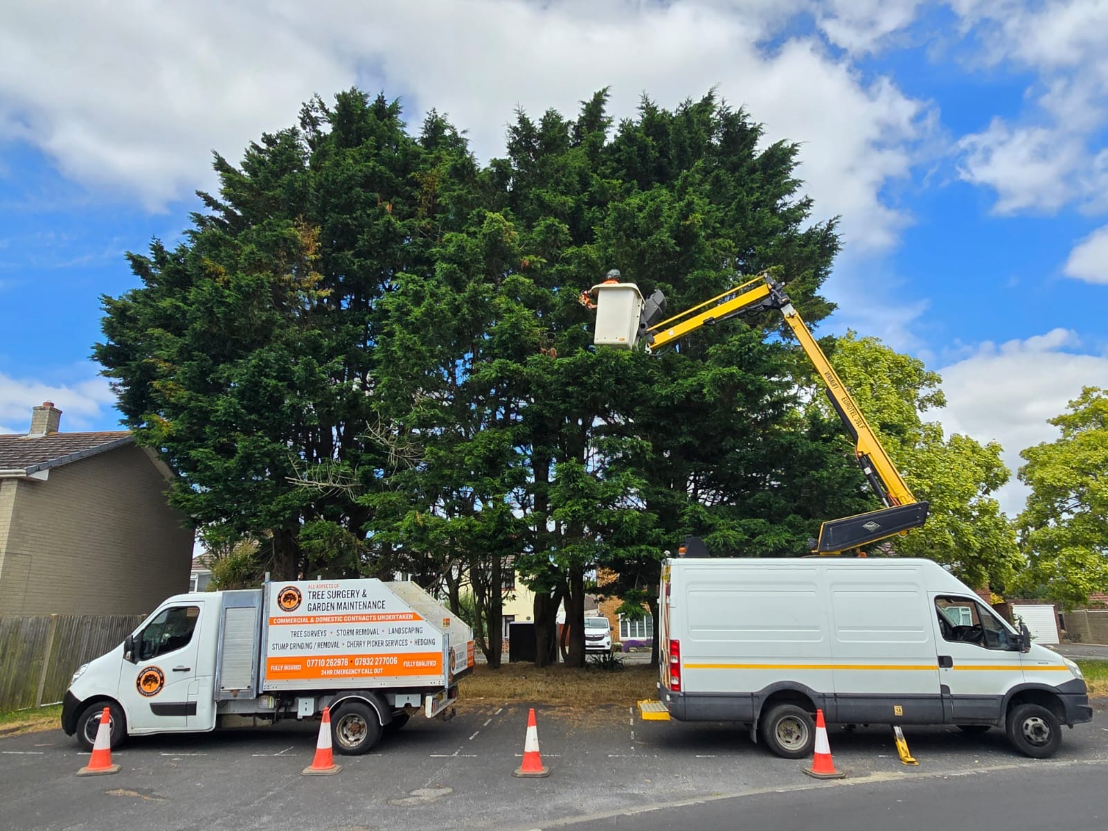 Precision Tree Care