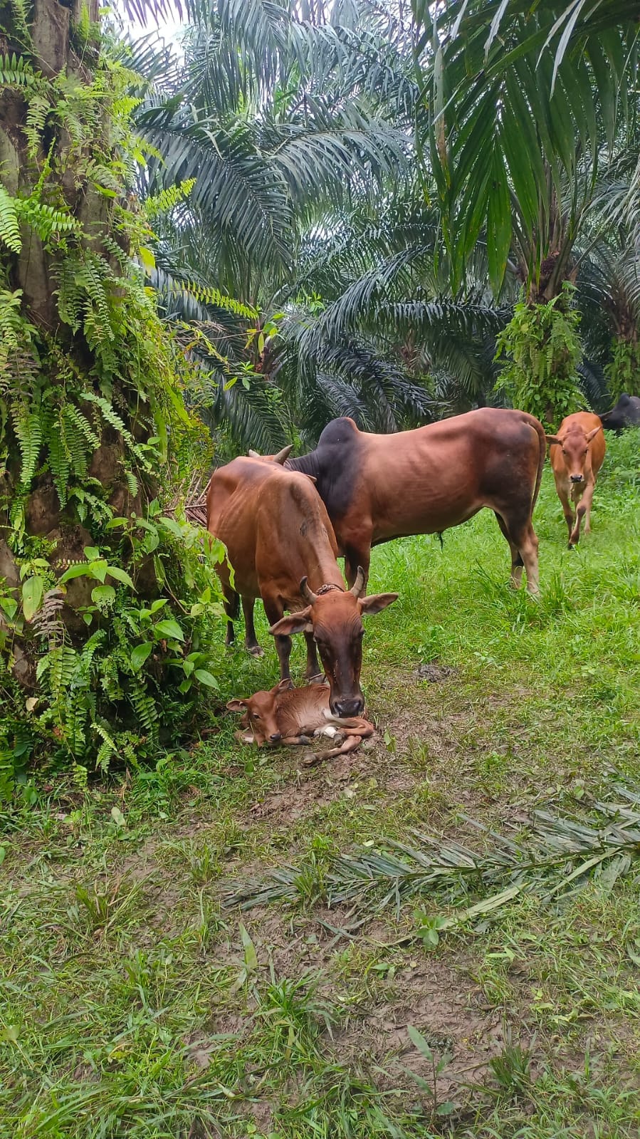 Angon Sapi | Pelalawan