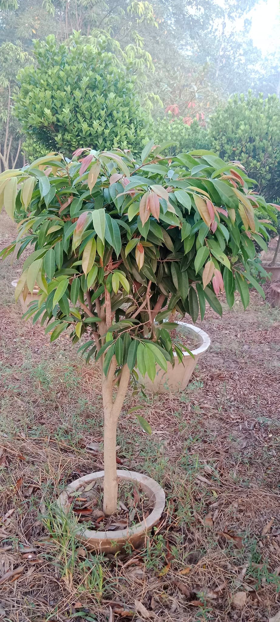 SKM Nursery Farm Rosa Tibba Pattoki | Pattoki