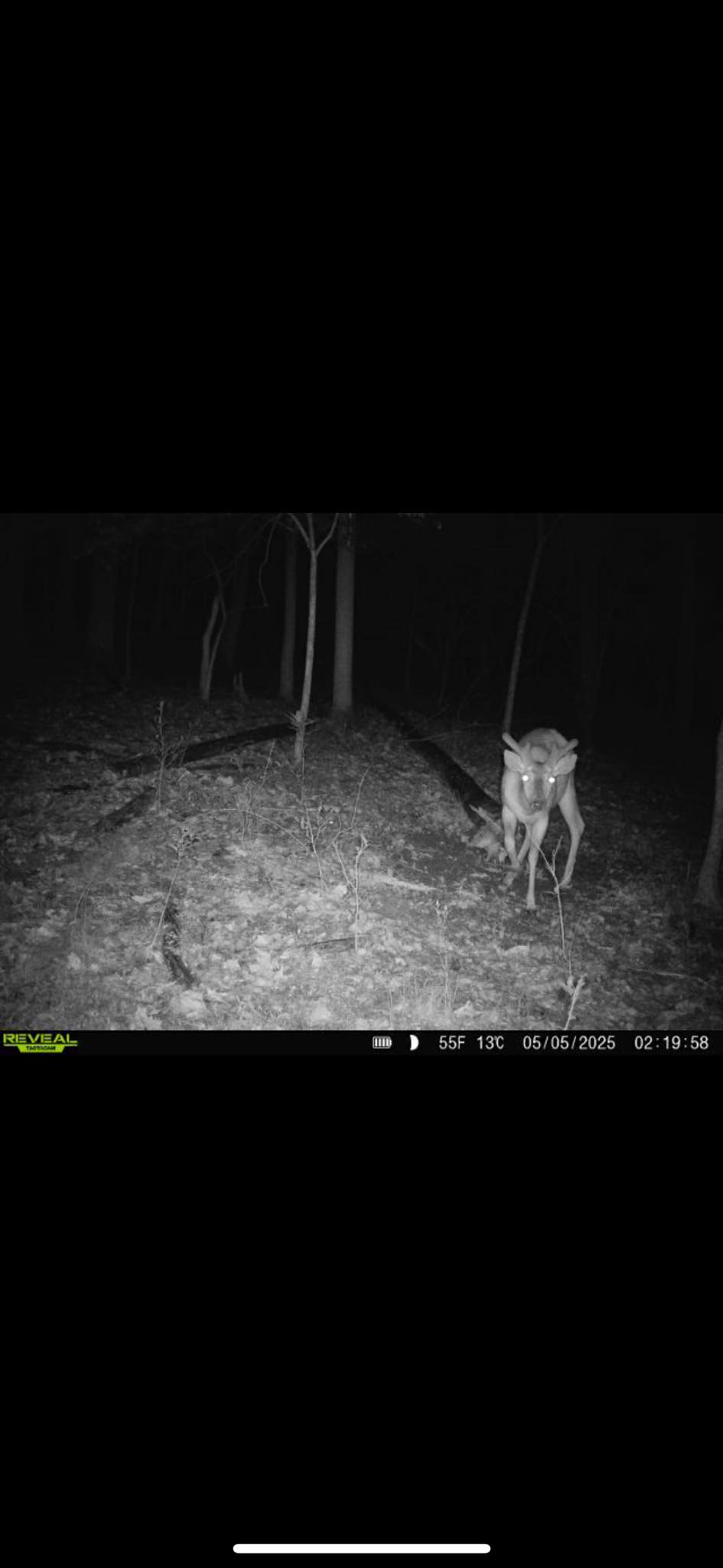 DEER ROIDS Mineral Mix
