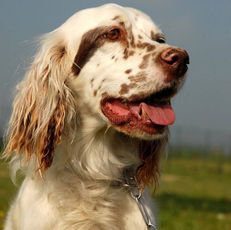 Look what I found today! I just... - English Setter Lovers | Facebook