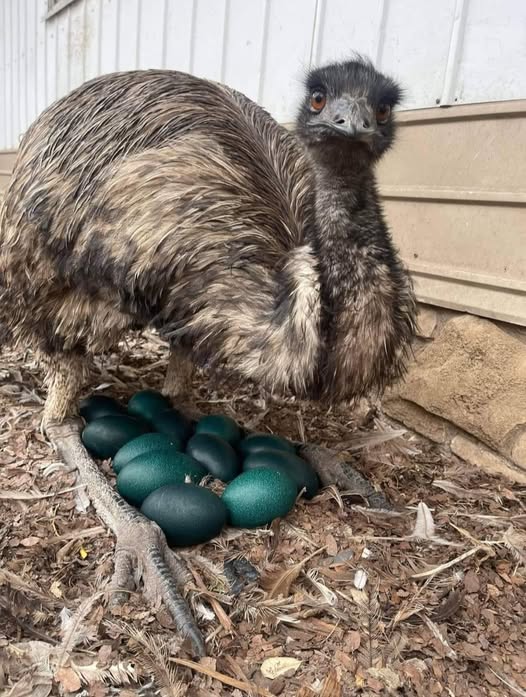 Delicious Family Recipes | Emu ( Dromaeus ) unlike most species of ...