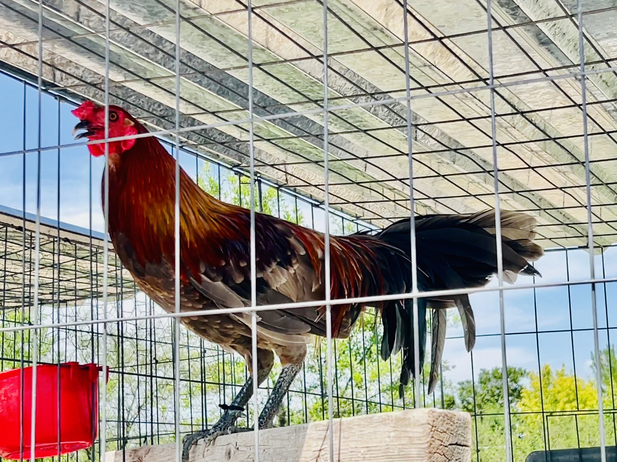 Y que se mete al agüililla a tratar de llevarse la gallina y que la ...