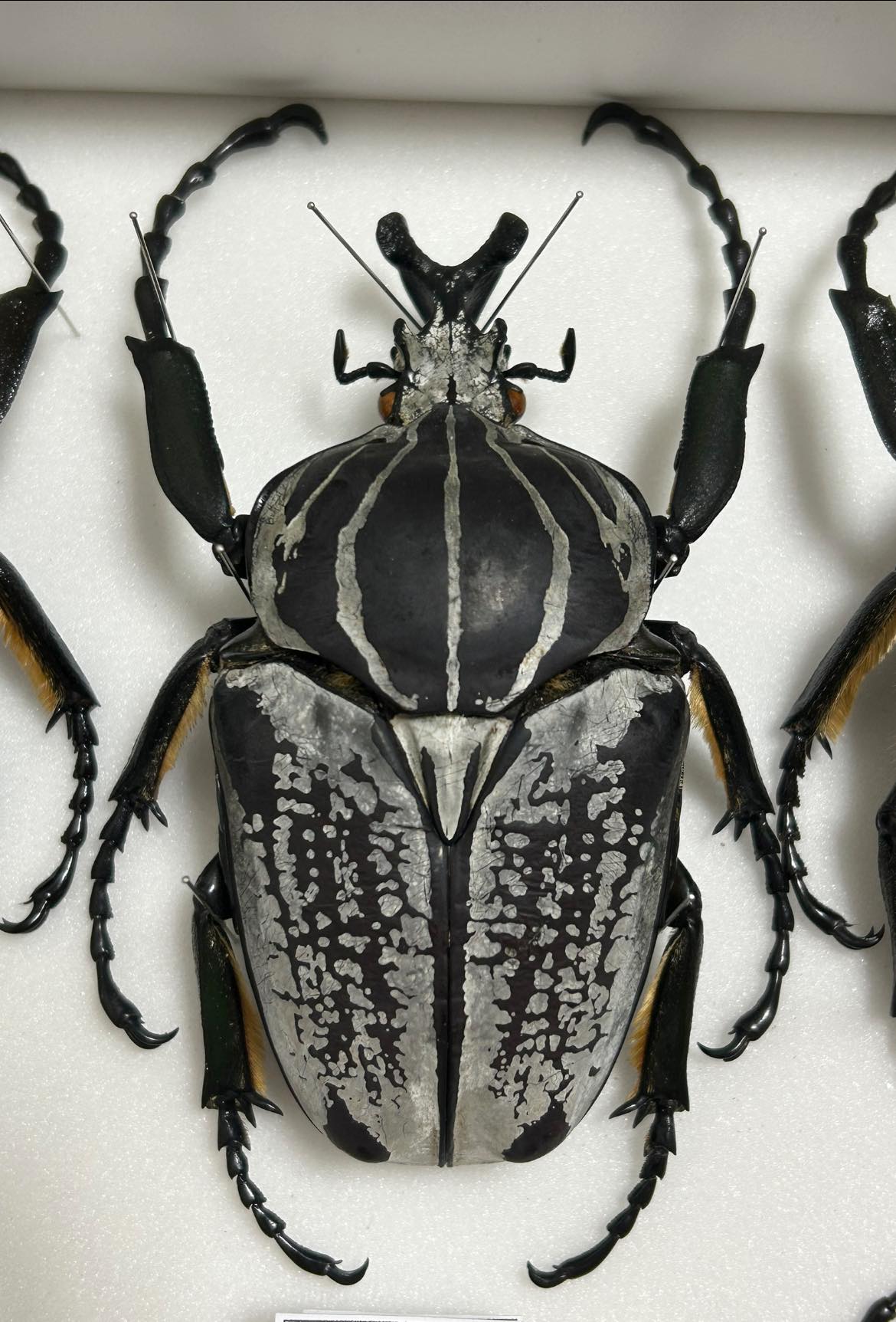 Goliathus orientalis kayomboi mp