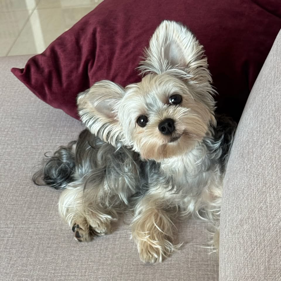 Level 2 of my easy-to-set-up smart game series #yorkie #doglover # ...