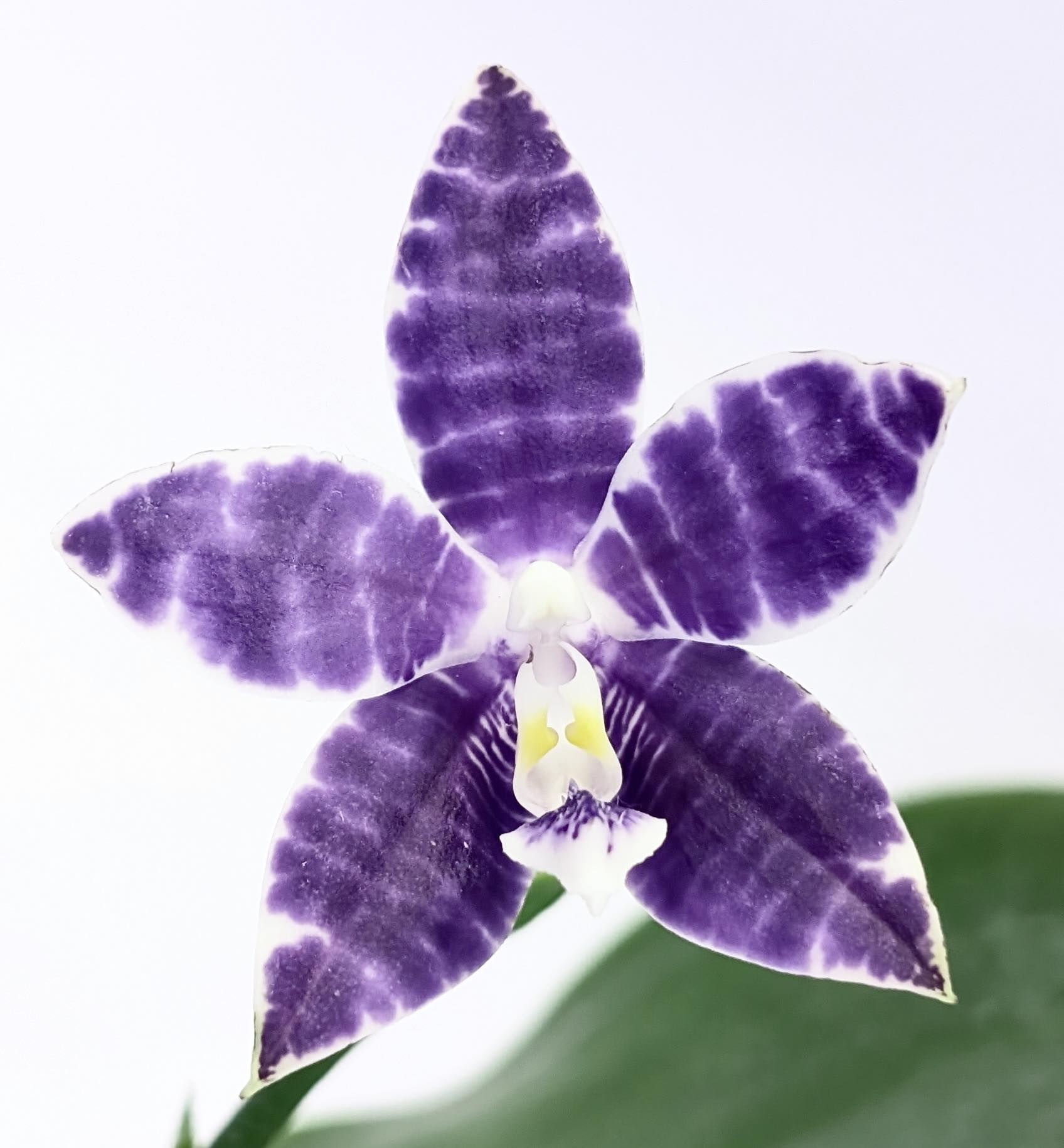 Phal. Lioulin Blue Parrot x Phal. Jennifer Palermo