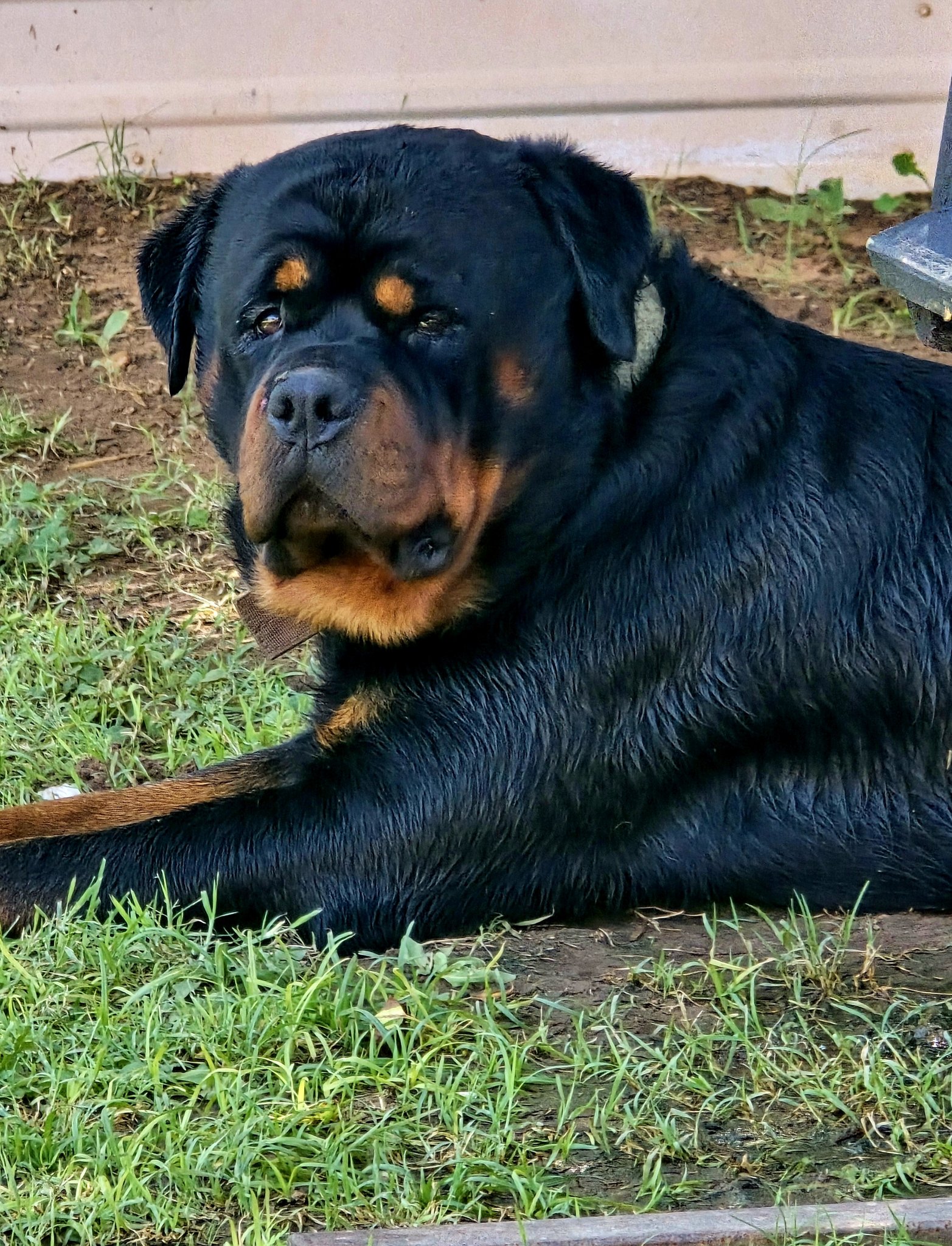 He’s so adorable 🐾🥰🐻🥰🐾 #BrownCollar #RottieNation #RottieLove # ...