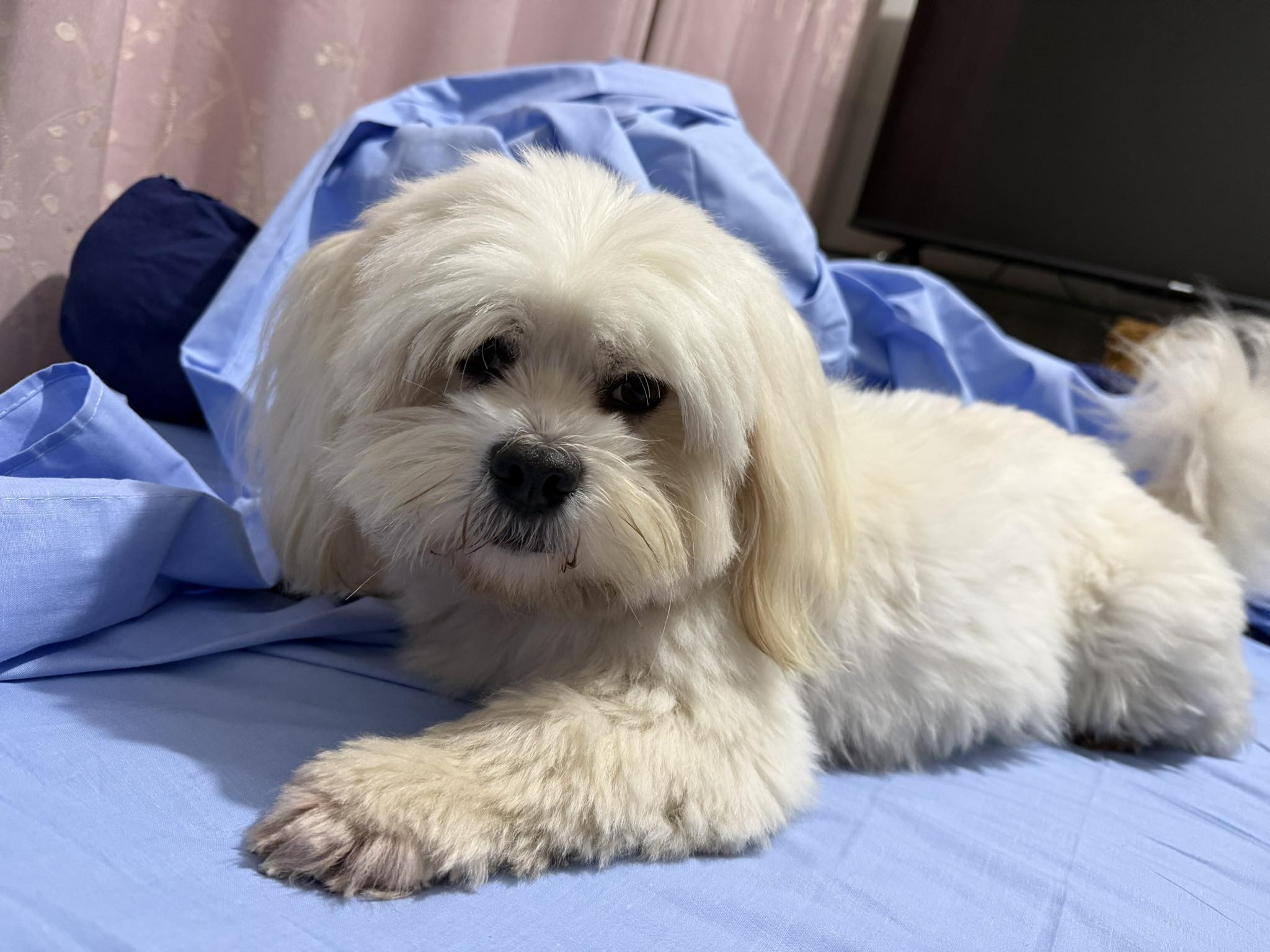 Tobby Gonzales | Lima