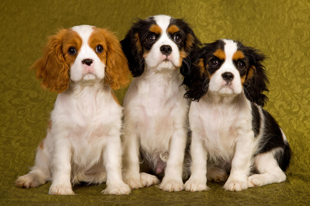 Cavalier King Charles Spaniel Club