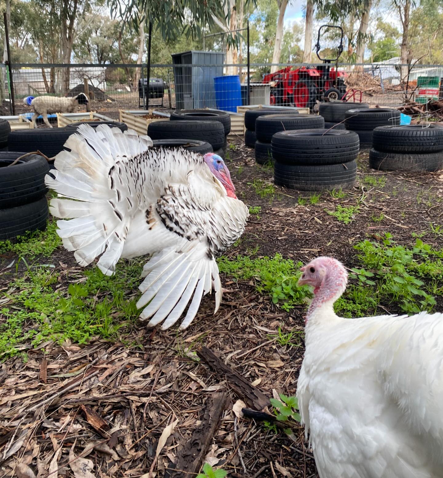 The Paddock | Mundijong WA