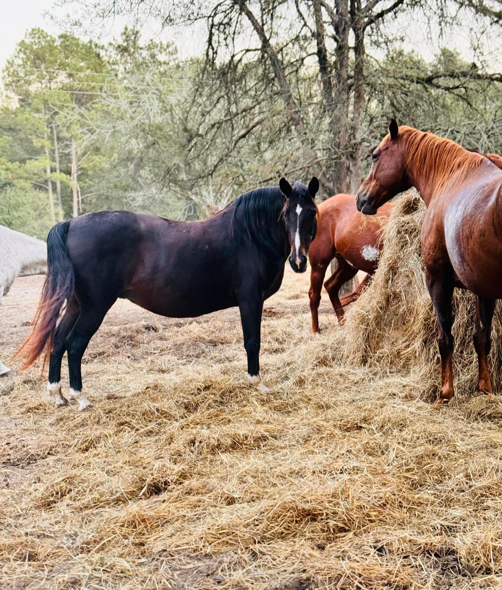 Rocking R Ranch and Rescue Available to Adopt | Prentiss MS