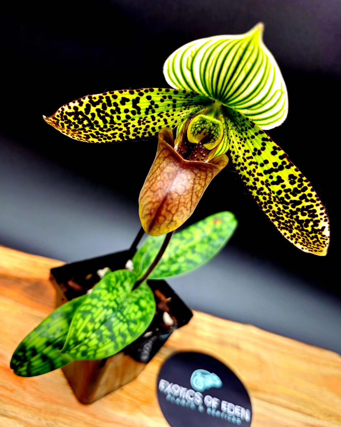 Rare Pauridia species like capensis and scullyi